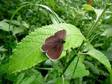Small brown butterfly