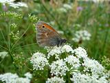 Small butterfly on flowers