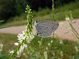Small gray butterfly