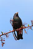 starling bird (sturnus vulgaris)