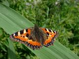 Butterfly on grass sheet