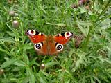 Peacock butterfly on grass