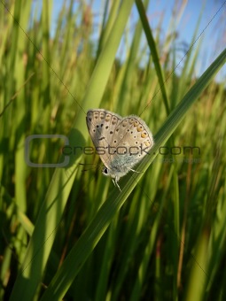Small butterfly on grass