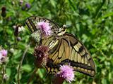 Swallowtail butterfly on the flower