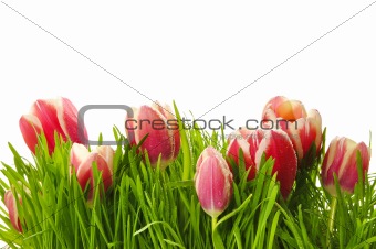 Pink tulips in a green grass