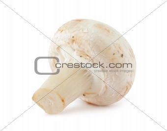 mushroom champignon