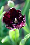 Purple Tulip in Garden