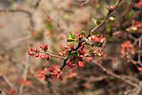 Barberry bush with flowering branches on a sunny spring day