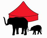 Elephants in circus 