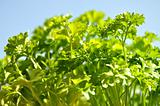 Parsley cut-out