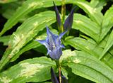 The blue blossom of a gentian with green leaves