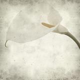 textured old paper background with single white calla lily
