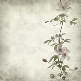 textured old paper background with pink clematis