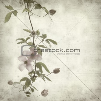 textured old paper background with pink clematis