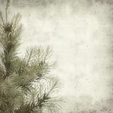 textured old paper background with Picea glauca (white spruce) young tree