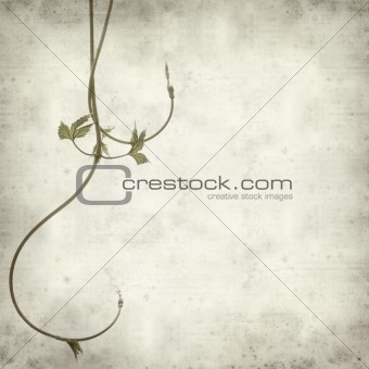 textured old paper background with young shoots of hops