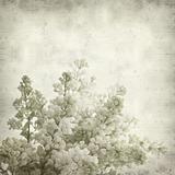 textured old paper background with white lilac 