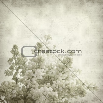 textured old paper background with white lilac 
