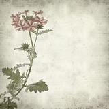 textured old paper background with pink garden verbena