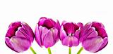 Spring background of pink tulips