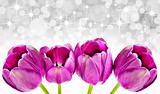 Spring background of pink tulips with star background