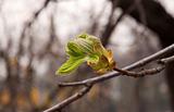 Leaf buds horse chestnut in early spring