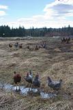 Chickens in pasture on farm