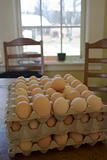 Trays of eggs