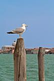 Seagull sitting on a pole
