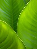 Green leaf background abstract
