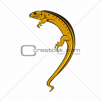Lizard a gecko
