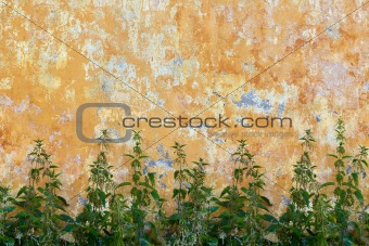 Nettle is growing near old wall - backdrop