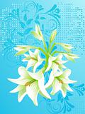vector floral background, lily white 