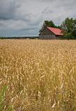 Corn Field And Barn
