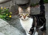 Yellow-eyed Cat