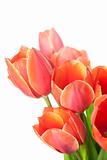 Fresh Beautiful Tulips / isolated on white / vertical with copy 