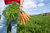 Carrot farmer in a carrot field on a farm