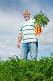 Carrot farmer in a carrot field on a farm