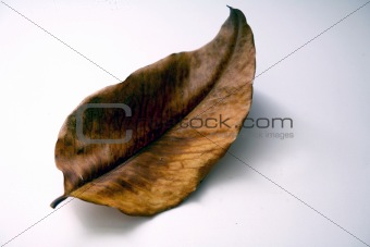 leaf litter