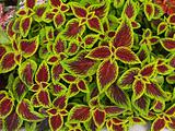 Red and Green Coleus