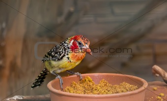 A colorful tropical bird