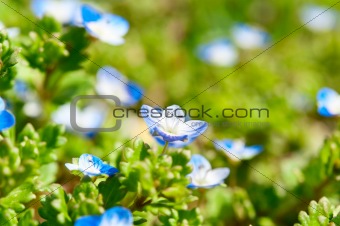 small blue flowers