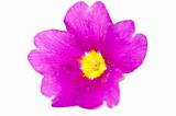 violet flower 