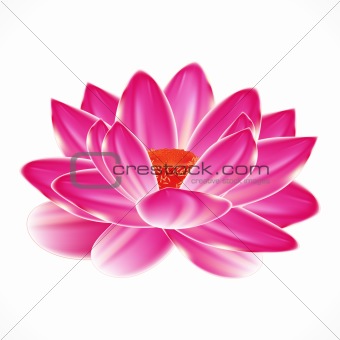 Water lily flower, isolated element to your spa design.