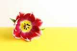Single Tulip on White and Yellow Background