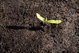 Seedling Growing in Black Dirt