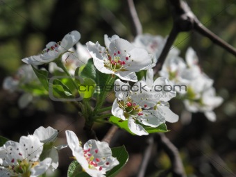 Pear tree Blossoms Close Up