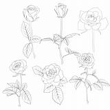 Set of in hand drawn style roses. 