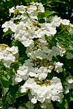 White flowers Viburnum