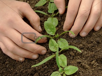 loosen spinach seedlings